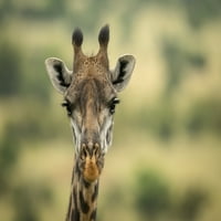 Közeli kép: Masai zsiráf fej savannah-ban, Serengeti Nemzeti Park; Tanzánia, Nick Dale Design Pics