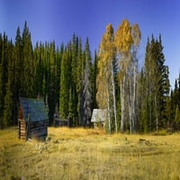 Panoráma egy régi épületről egy nyárfa ligetben ősszel; Kanada poszternyomtatás a természet gyűjtemény 12575046