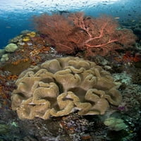 Indonézia érintetlen korallzátony ki Misool sziget Jones Shimlock